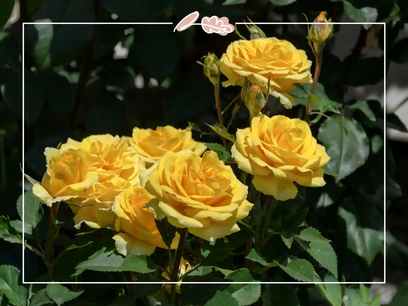 A stunning display of vibrant yellow roses in full bloom. Fabulous Flowers and Gifts