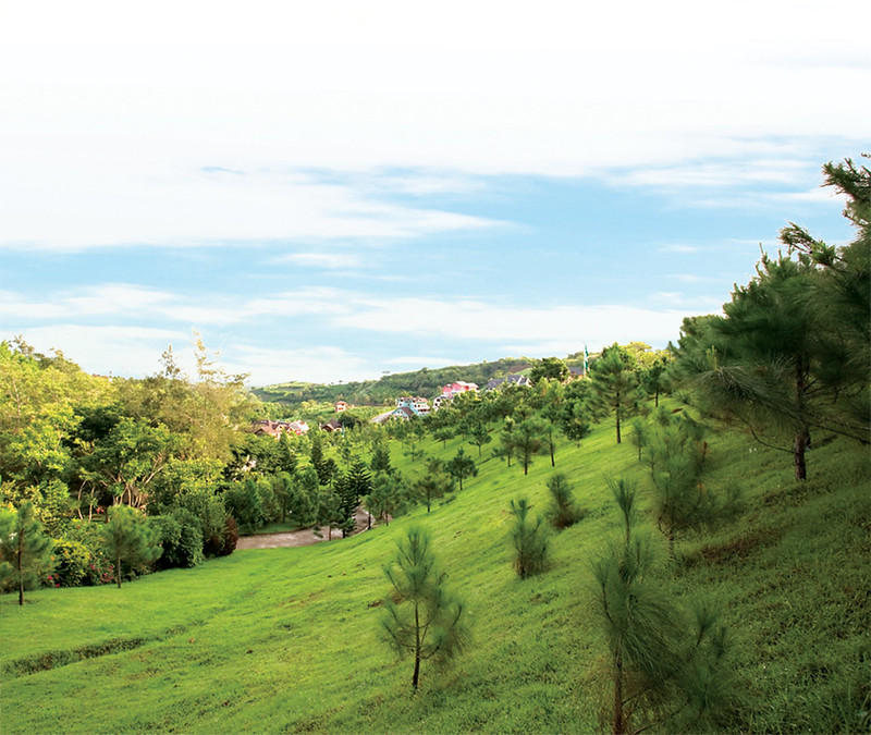 Beautiful landscape with several Pine trees inside Crosswinds Tagaytay