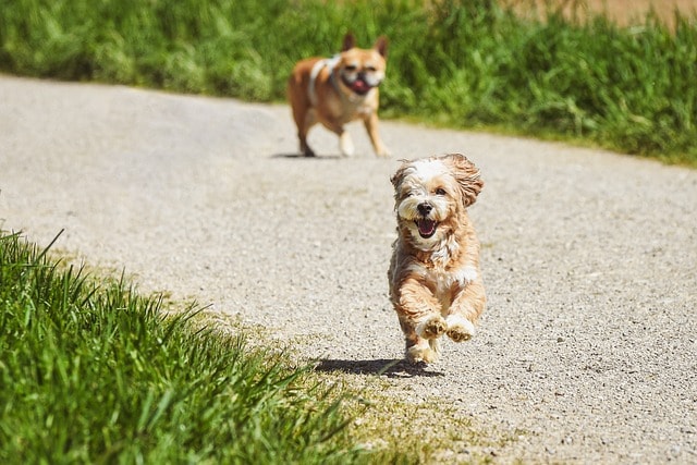 dogs, running, outdoors, domestic animals, mammals, nature, animals, canine, dogs, dogs, running, running, running, running, running