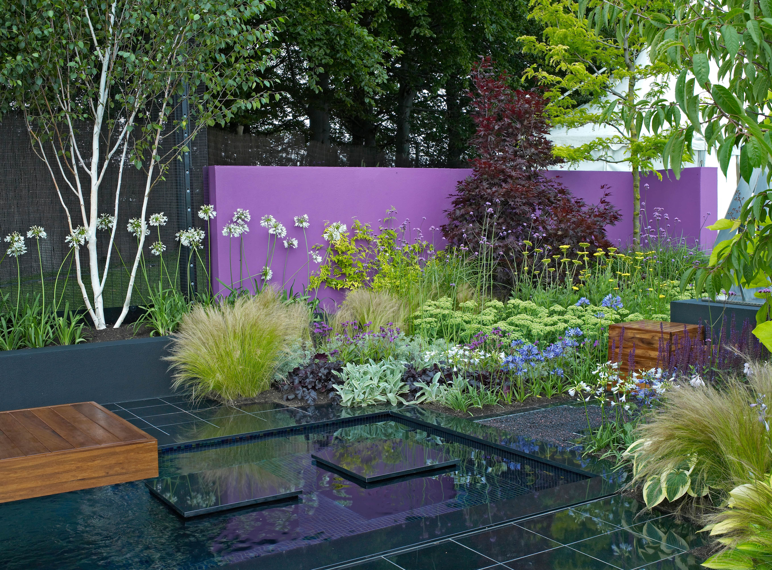 The plantings in this garden pop against a bright purple wall with trees surrounding