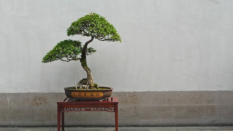 healthy bonsai, bonsai fertilizers, bonsai gardeners,vigorous growth