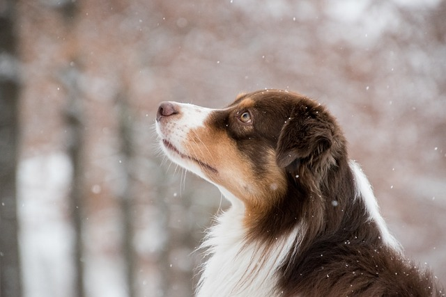 australian shepherd, dog, snow, dog hair, reduce shedding
