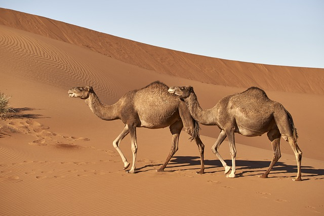 dromedary, camel, morocco