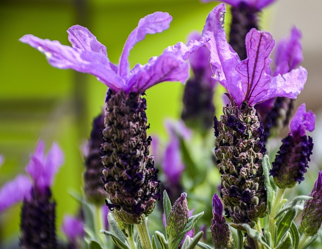 lavender, spanish, flowers