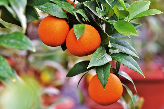 orange, orange tree, citrus fruit