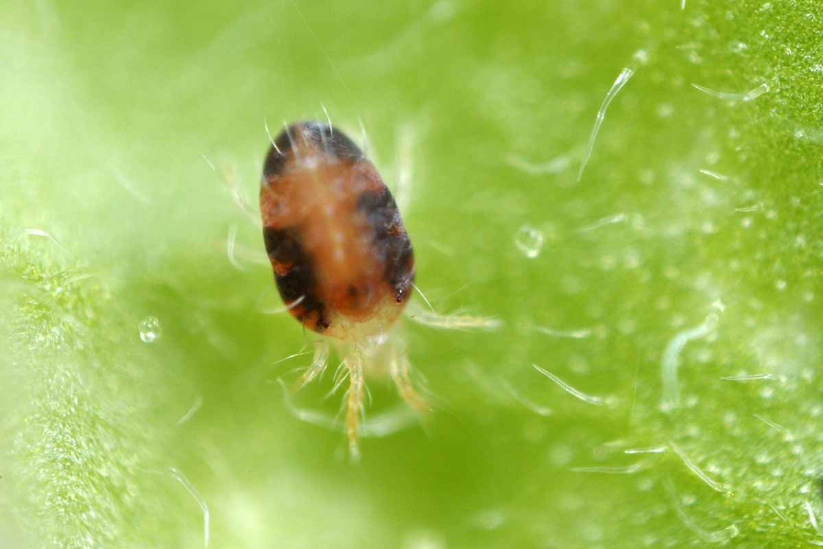 spider mites succulents, mites