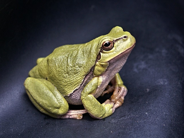 An image of a frog.