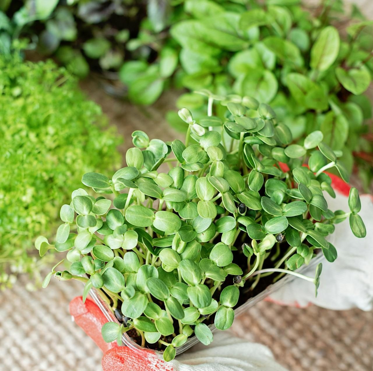 An indoor container garden with a variety of vegetable plants. An indoor container garden with a variety of vegetable plants.