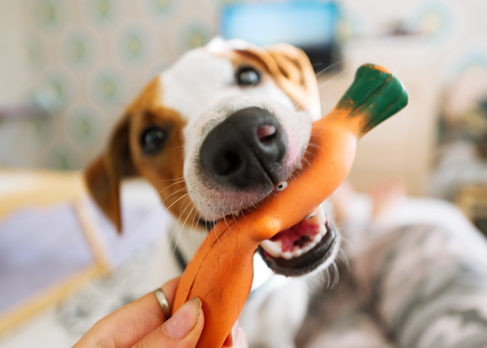 A dog with a toy.