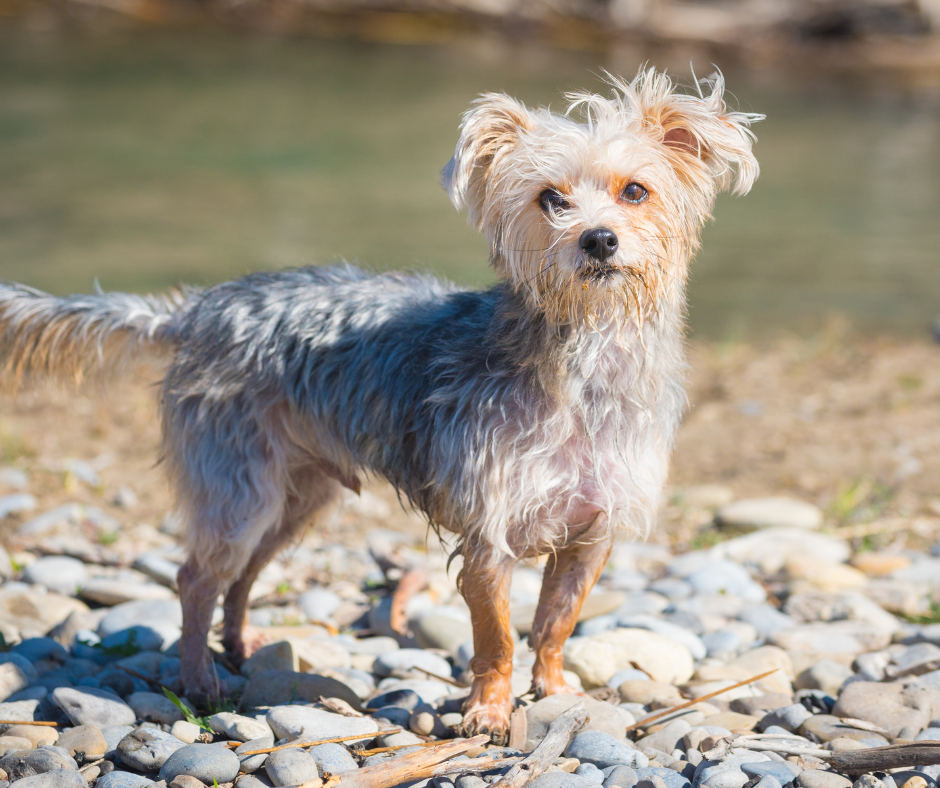 A picture of a Morkie (Maltese and Yorkshire Terrier Mix)