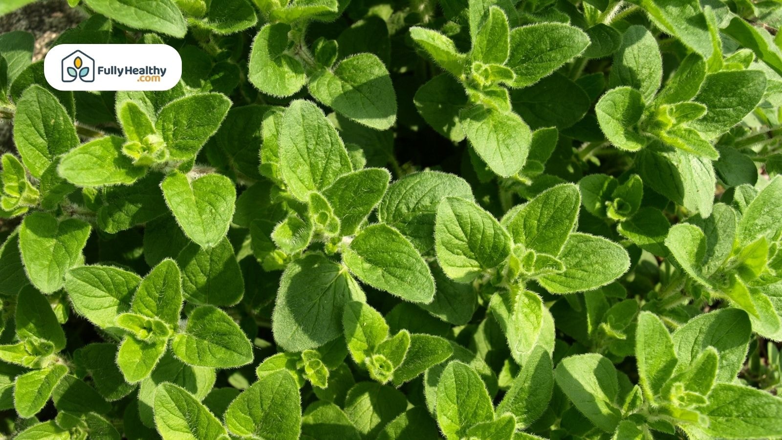 Fresh green oregano leaves growing in sunlight from a home garden