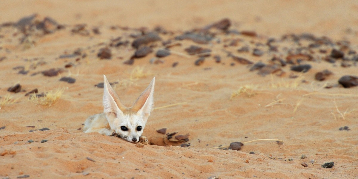 interesting animals in chad