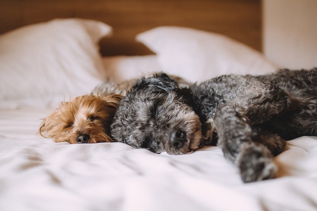 dogs, pets, canine, animals, memory foam