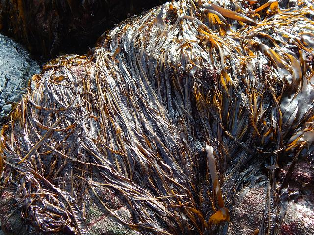  other sea vegetables, land greens