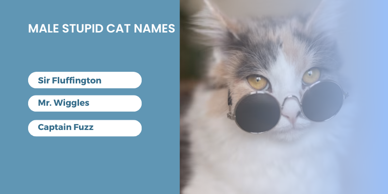 Male Stupid-Cat-Names