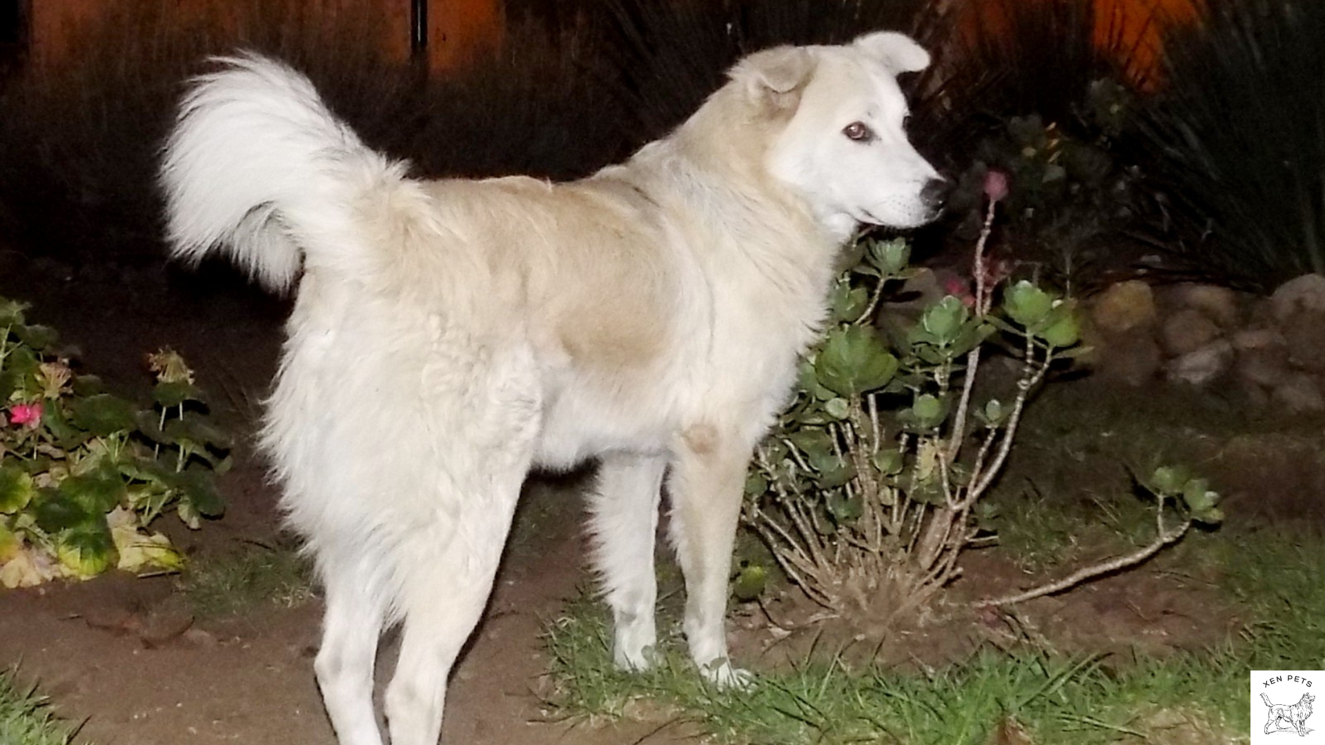 Dog barking in crate at hot sale night all of a sudden