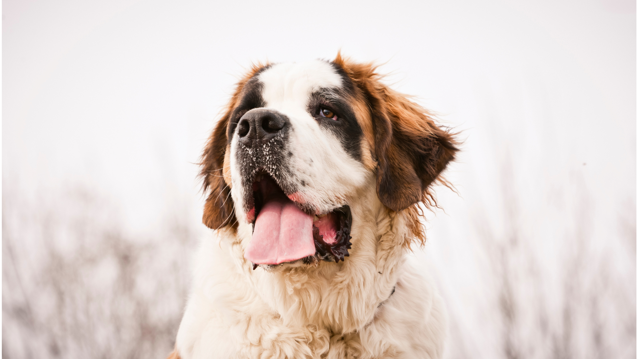 A close up view of a happy Saint Bernard Dog