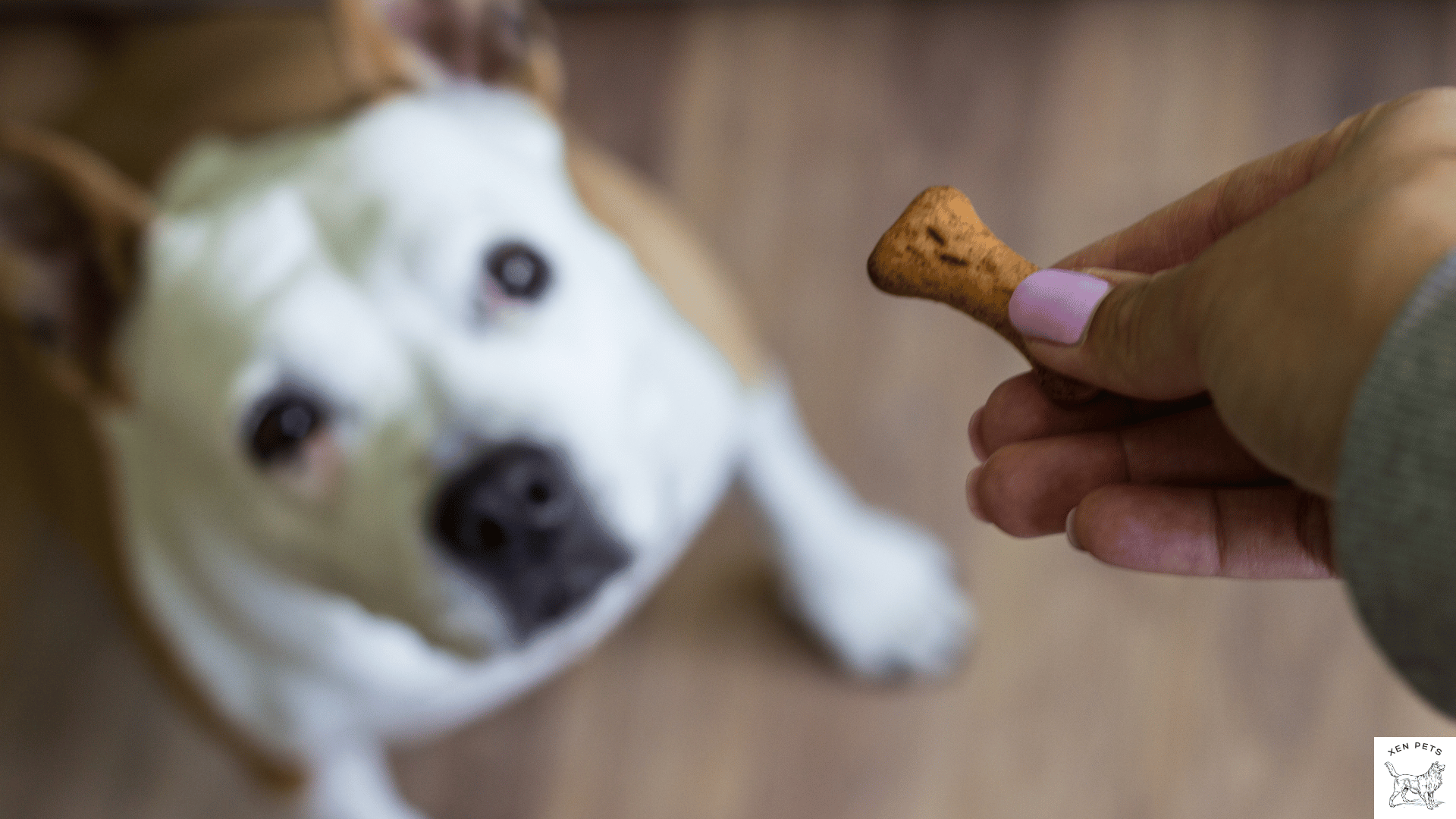 man rewarding a dog with a treat