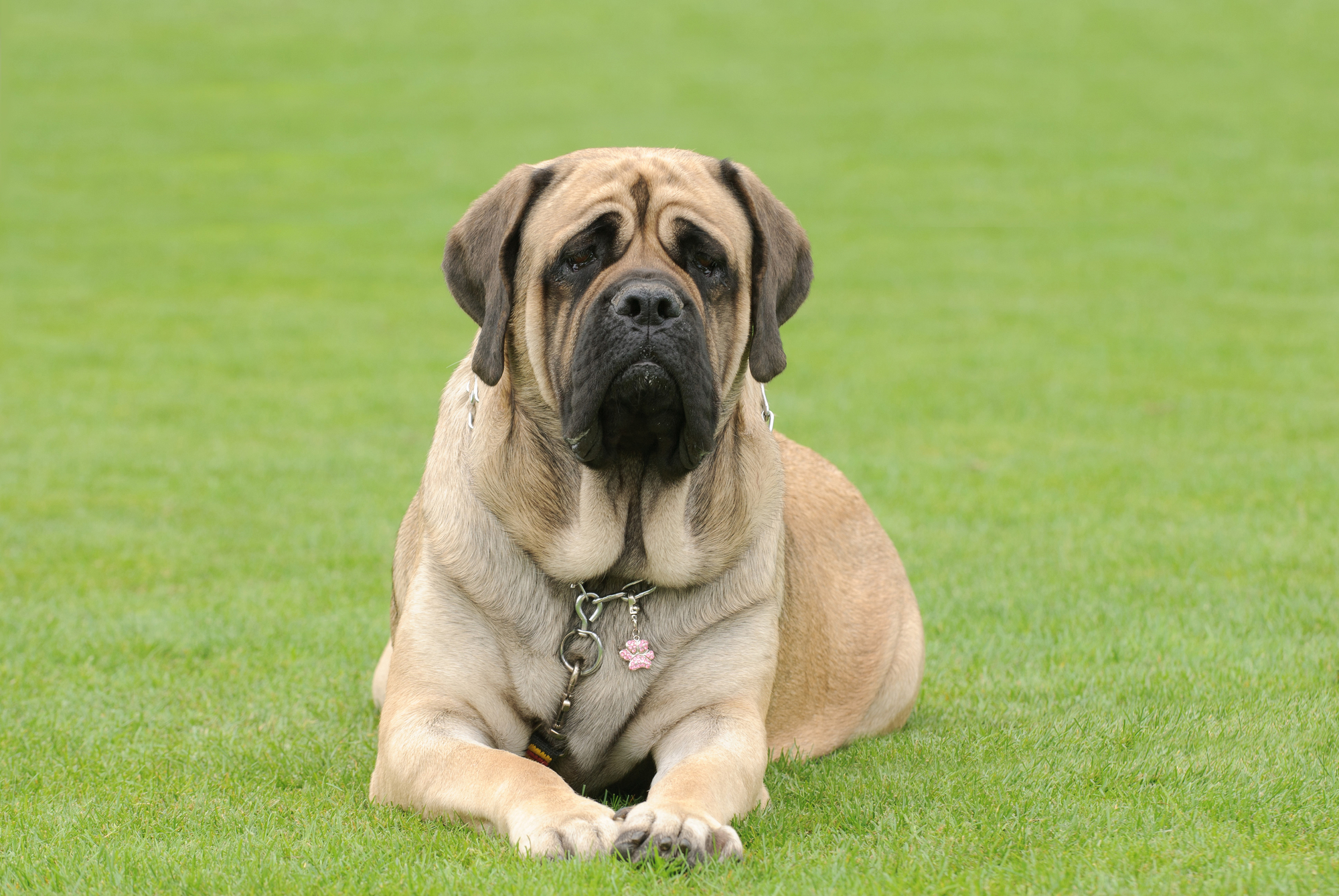 English Mastiff