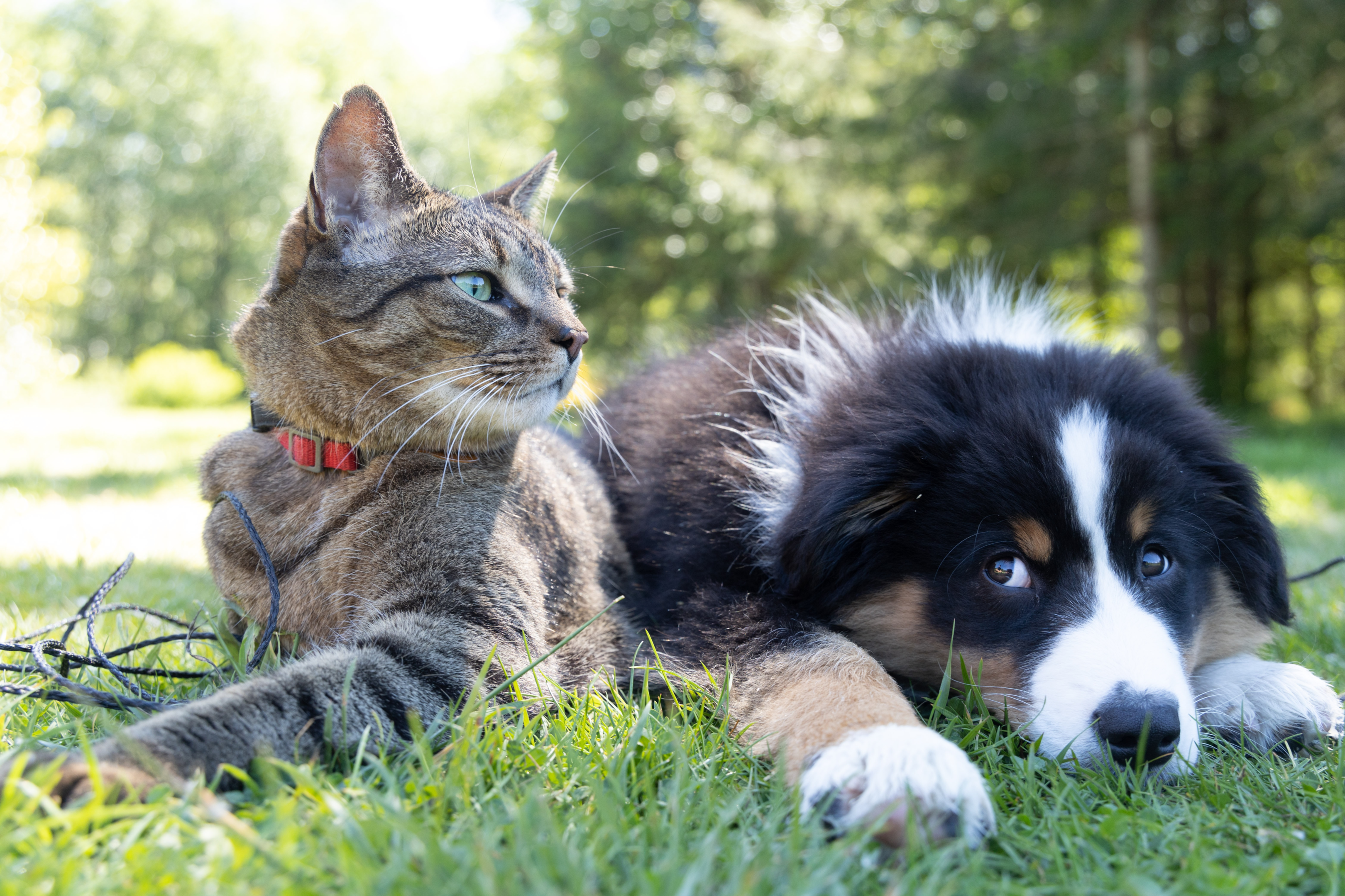 Tabby cat and bernese mountain dog puppy