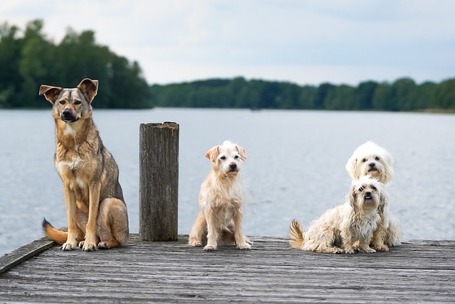 dogs, lake, web