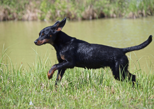 A Slovakian Hound running along a river