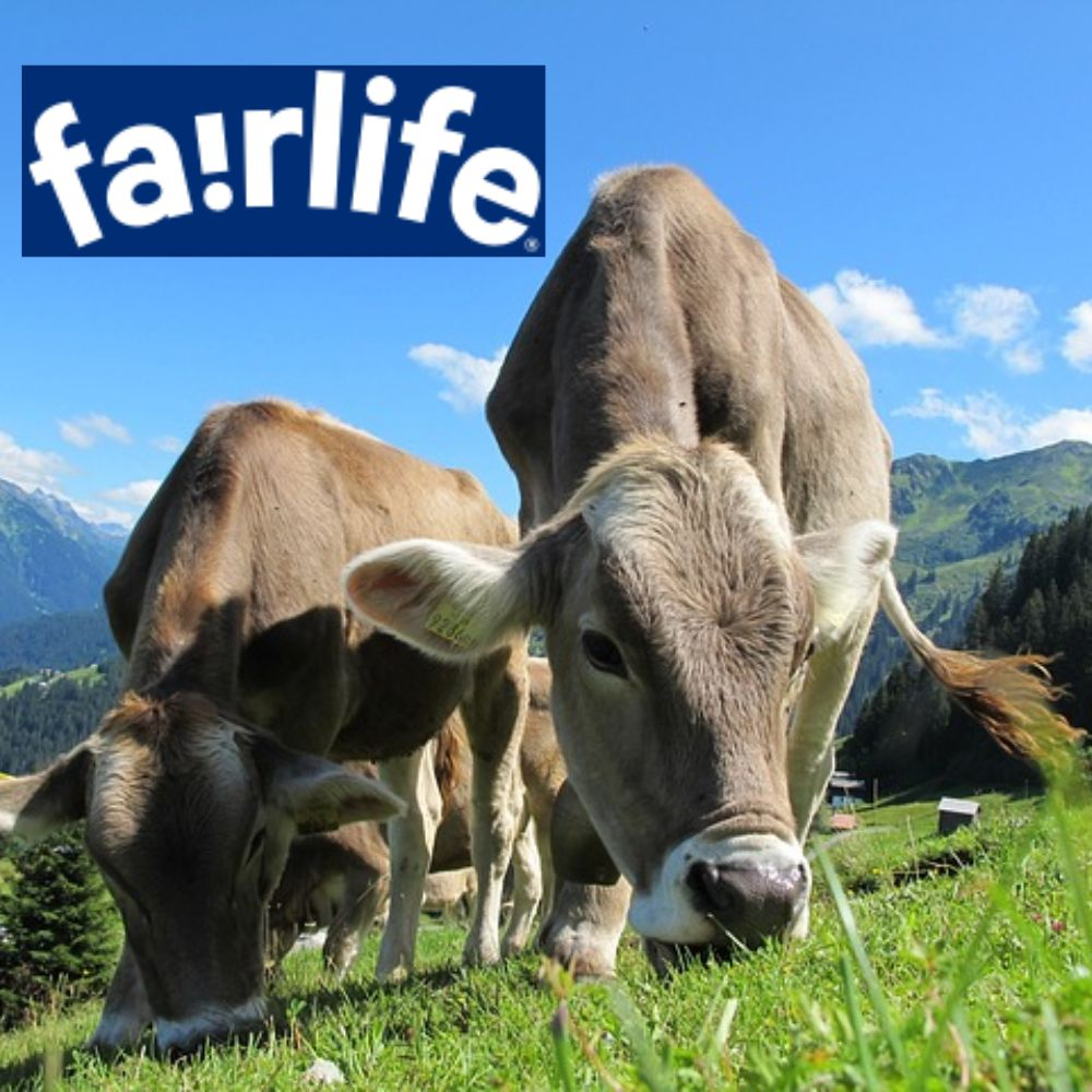 Cows in field with Fairlife logo in background.