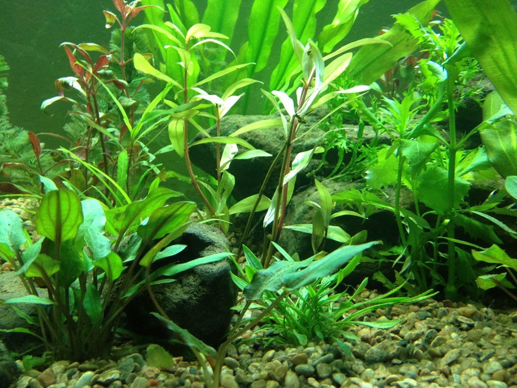 Unstable conditions in your tank can lead to plants melting