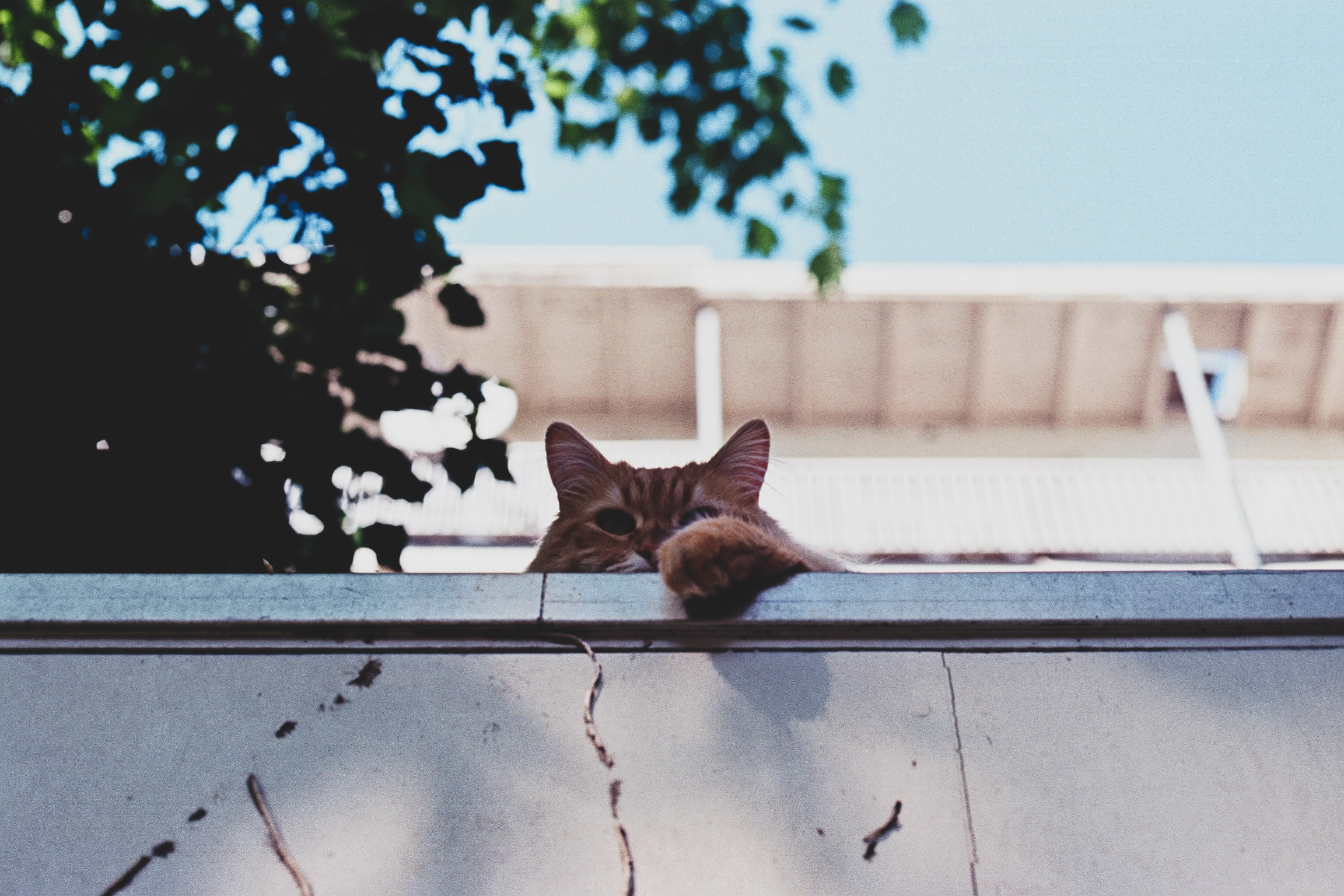Katze auf Balkon: Nicht ganz ungefährlich