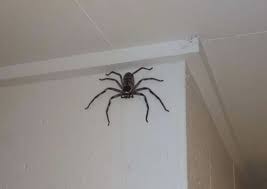 Giant Spider ...