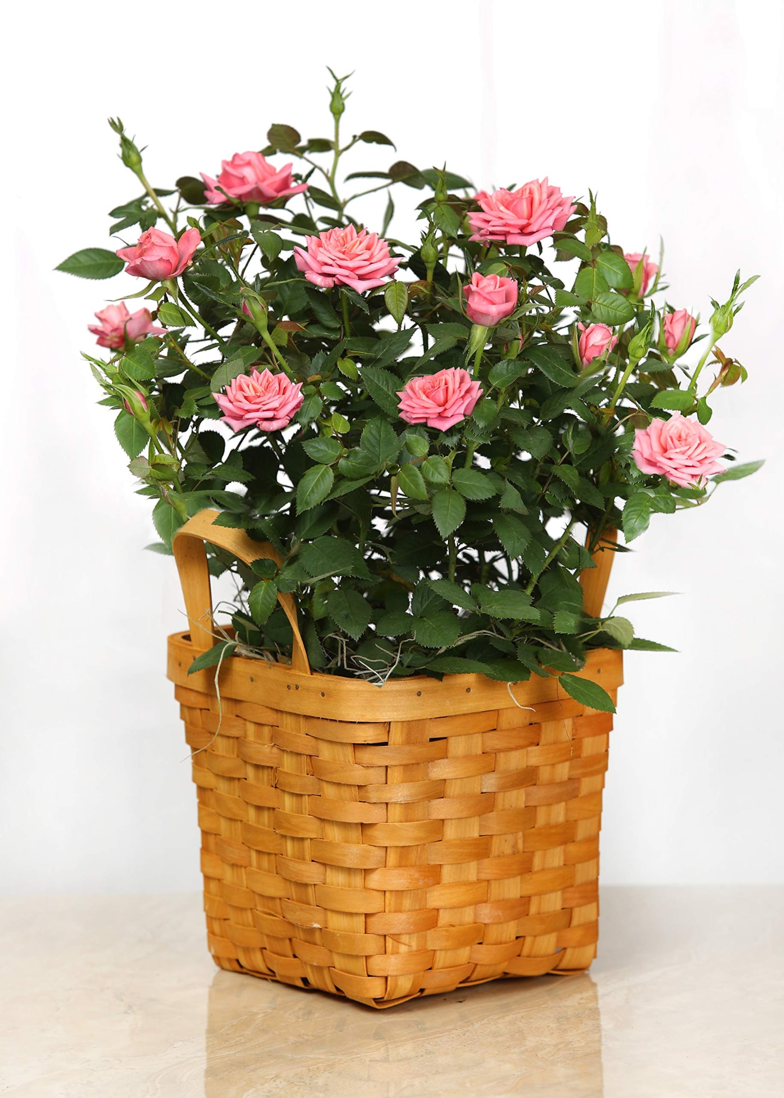 Live Houseplant Roses, Mini Pink Rose Basket