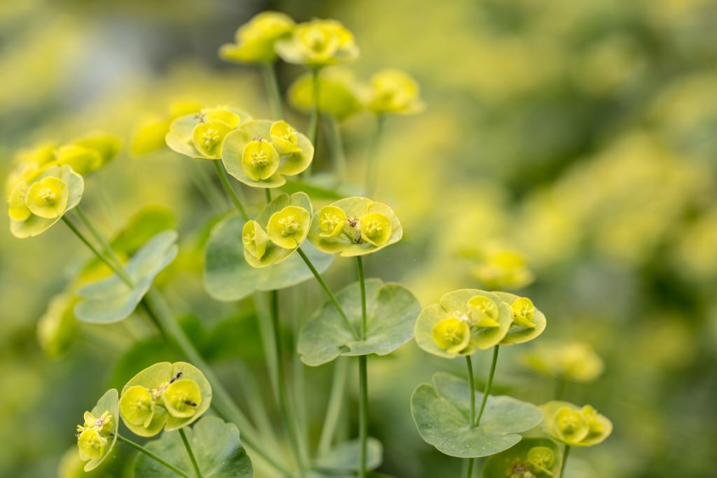 Cushion Spurge
