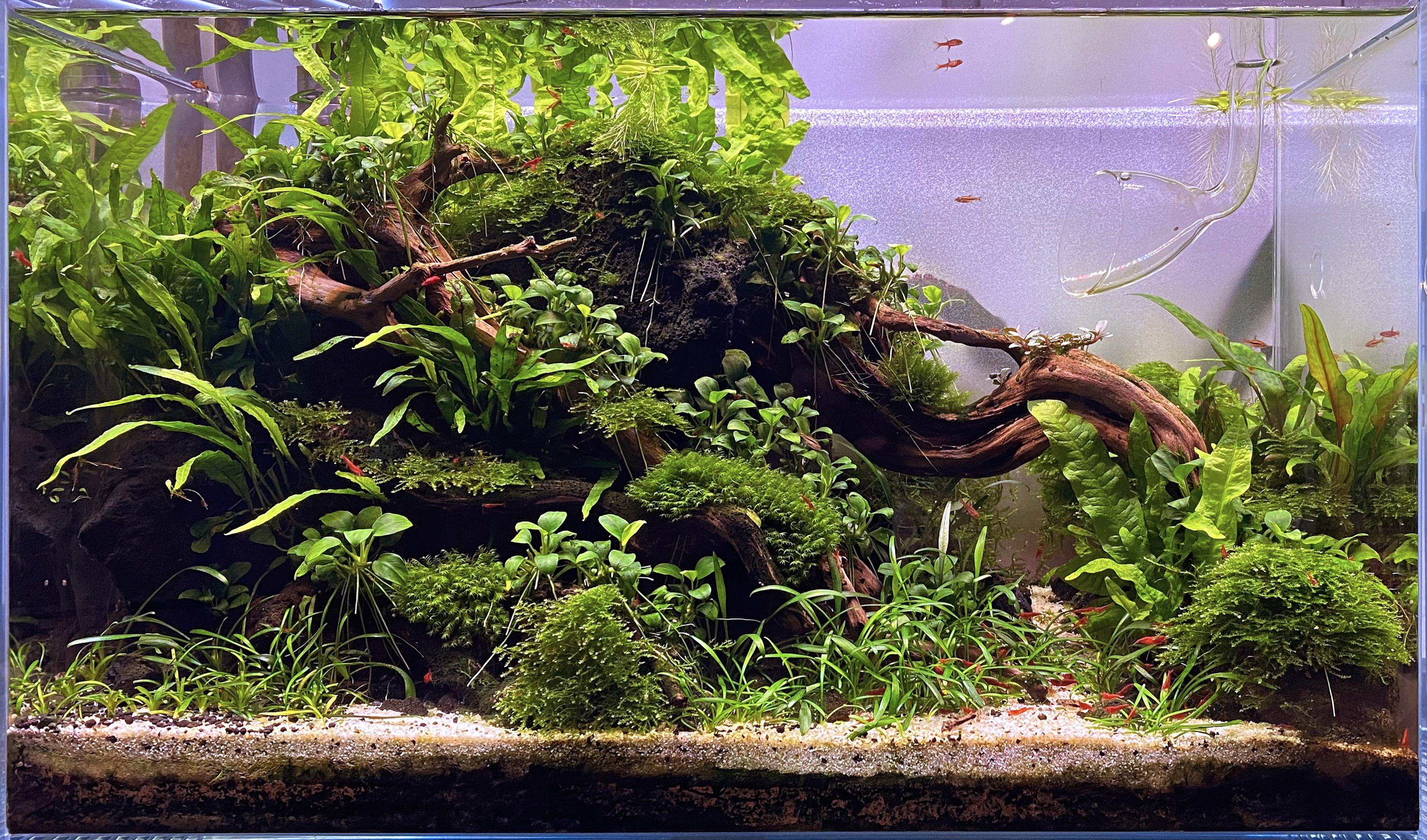 Lush low tech aquarium with Anubias 'petite', Moss, Java Fern, Cryptocoryne Parva.