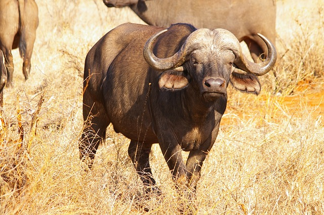 buffalo, africa, safari