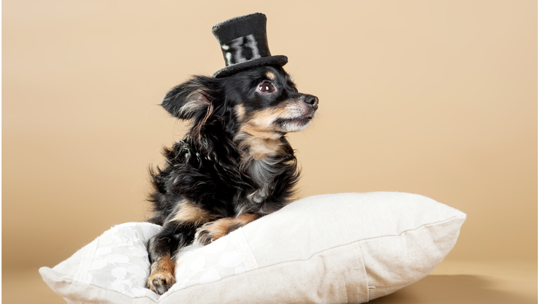 A fun picture of the RTT laying on a pillow wearing a top hat