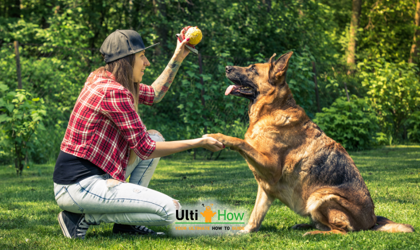 German Shepherd Training and Socialization in a post about How to Take Care of a German Shepherd