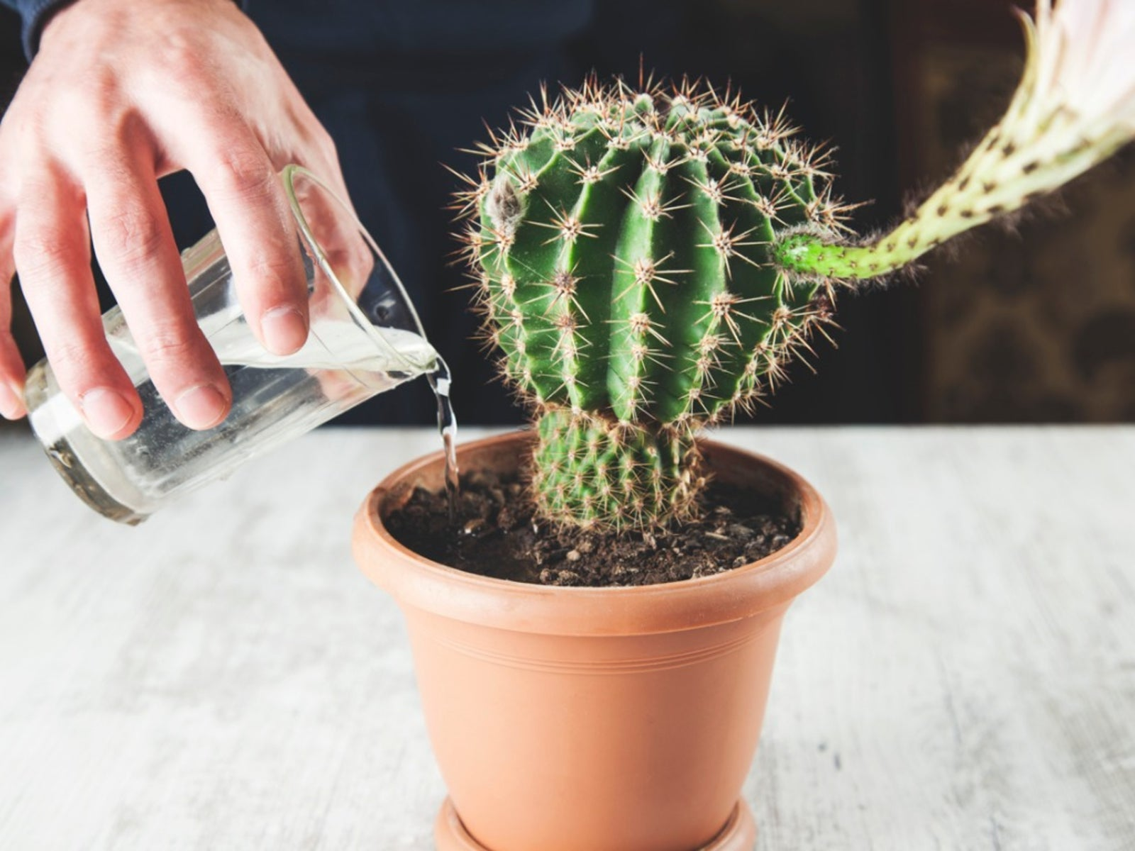 root rot, cactus rot