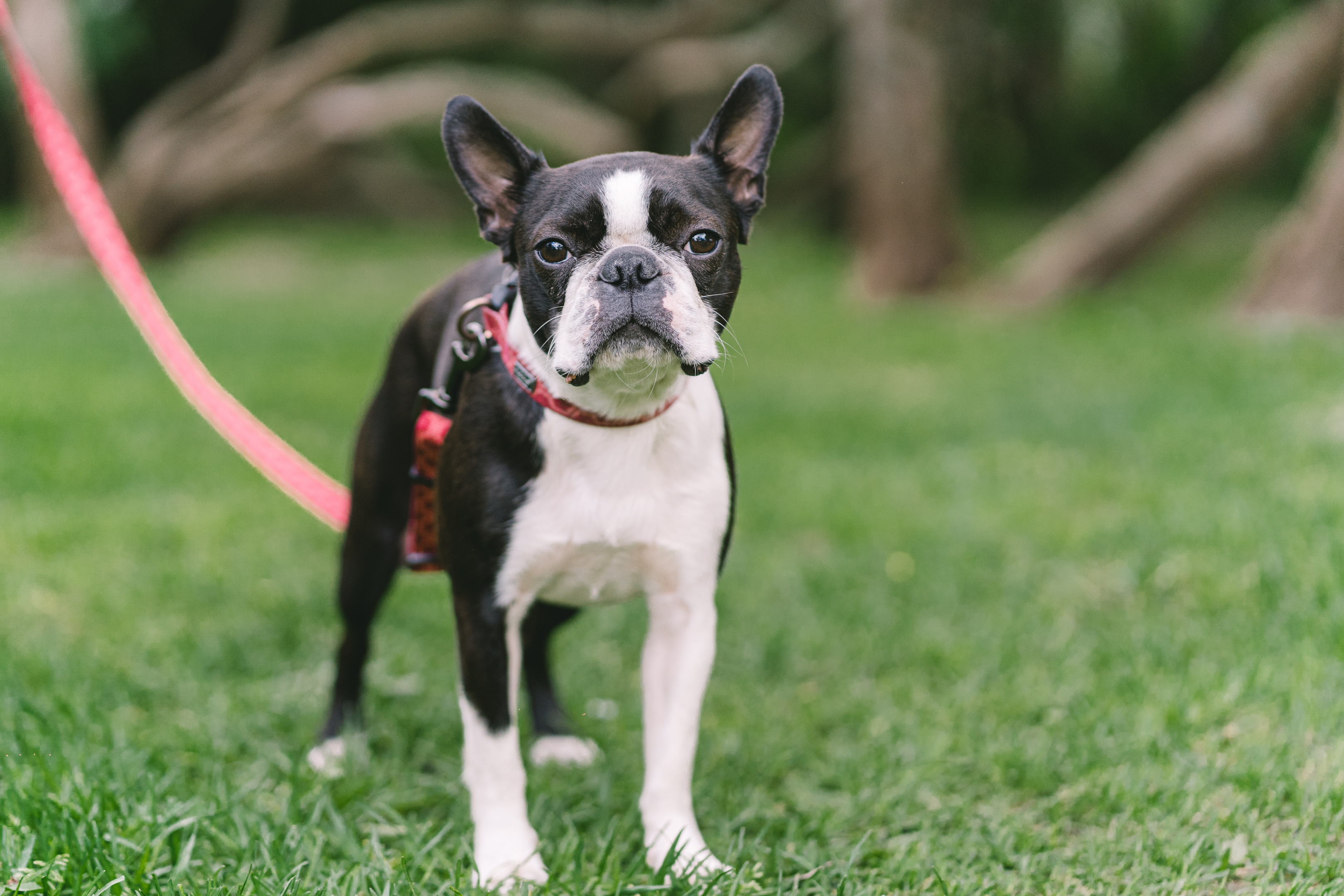 A senior Boston Terrier on a leash.