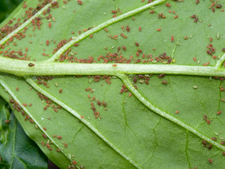 Why Are My Blueberry Leaves Curling? Causes and Solutions