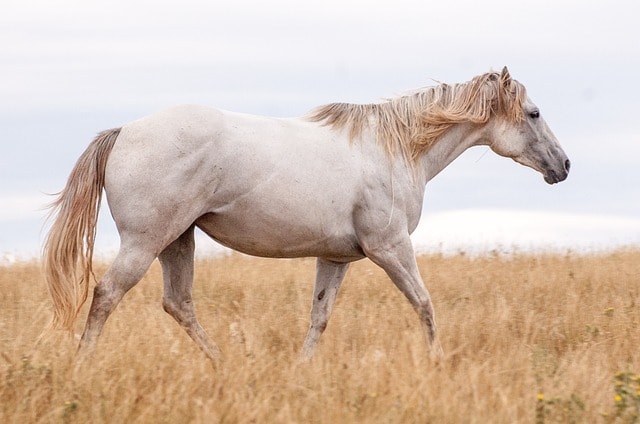 horses, grey, horse