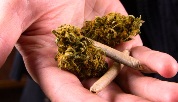 marijuana buds with joints in the palm of hand