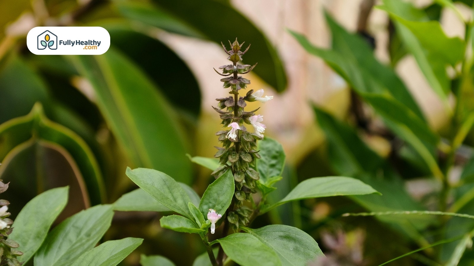 Basil plant flowering with small blossoms in natural green surroundings
