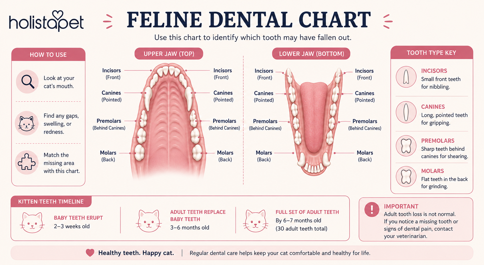 feline dental chart