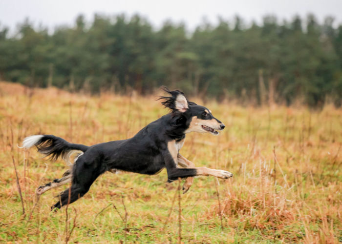 A running Saluki