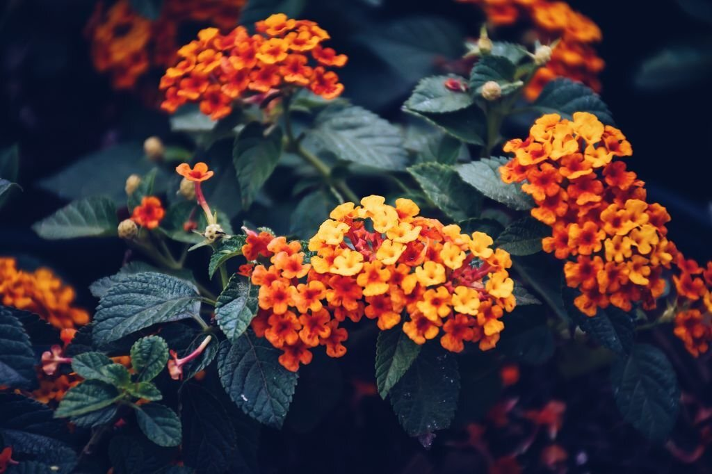 Lantana