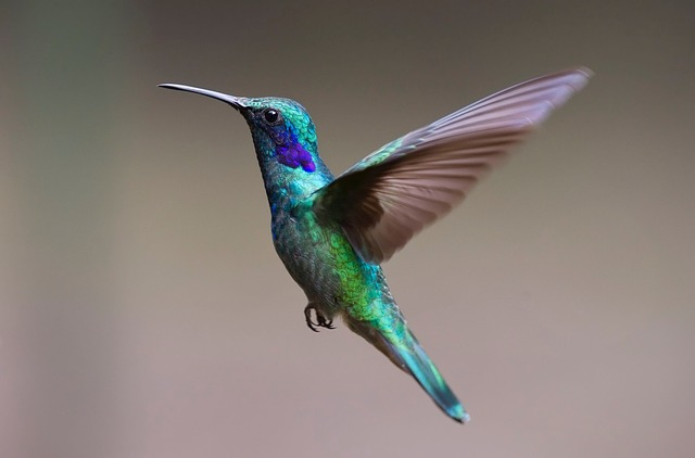hummingbird, birds that start with I