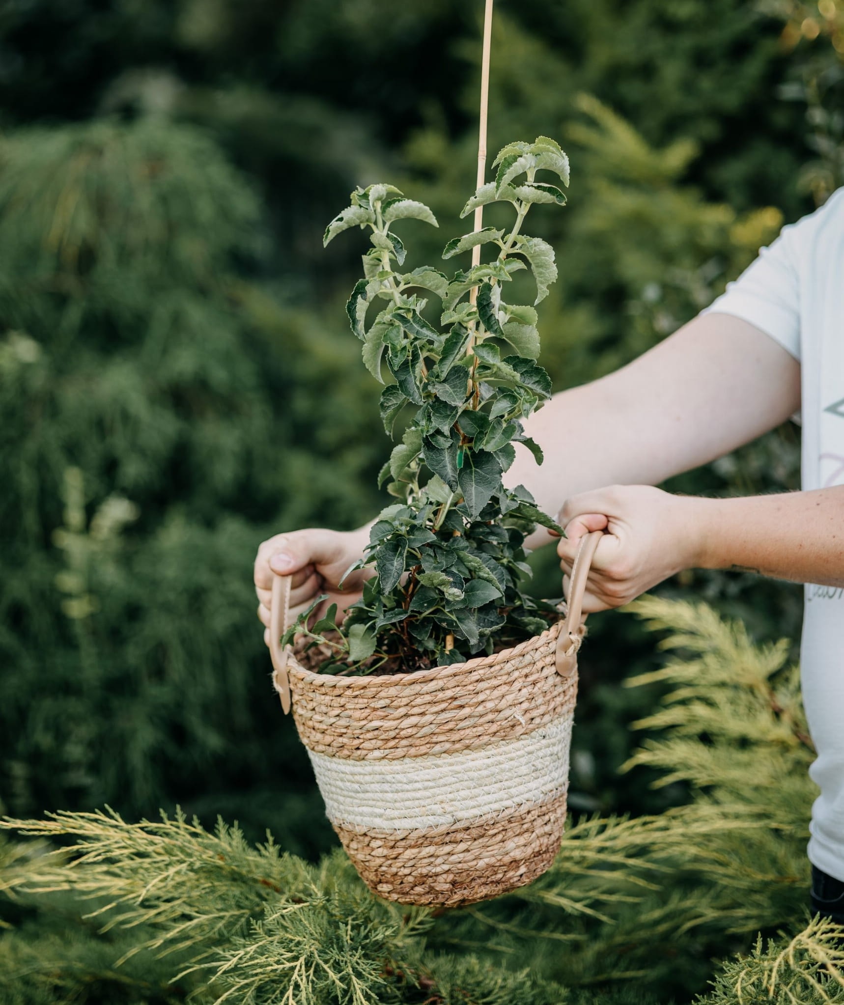 Różne odmiany hortensji pnącej w ogrodzie. Sadzonki kwiaty