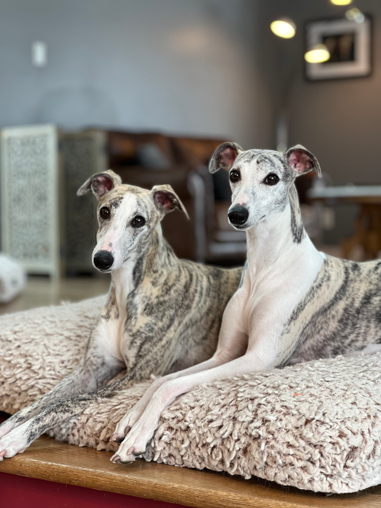 whippet whippets, whippet puppies