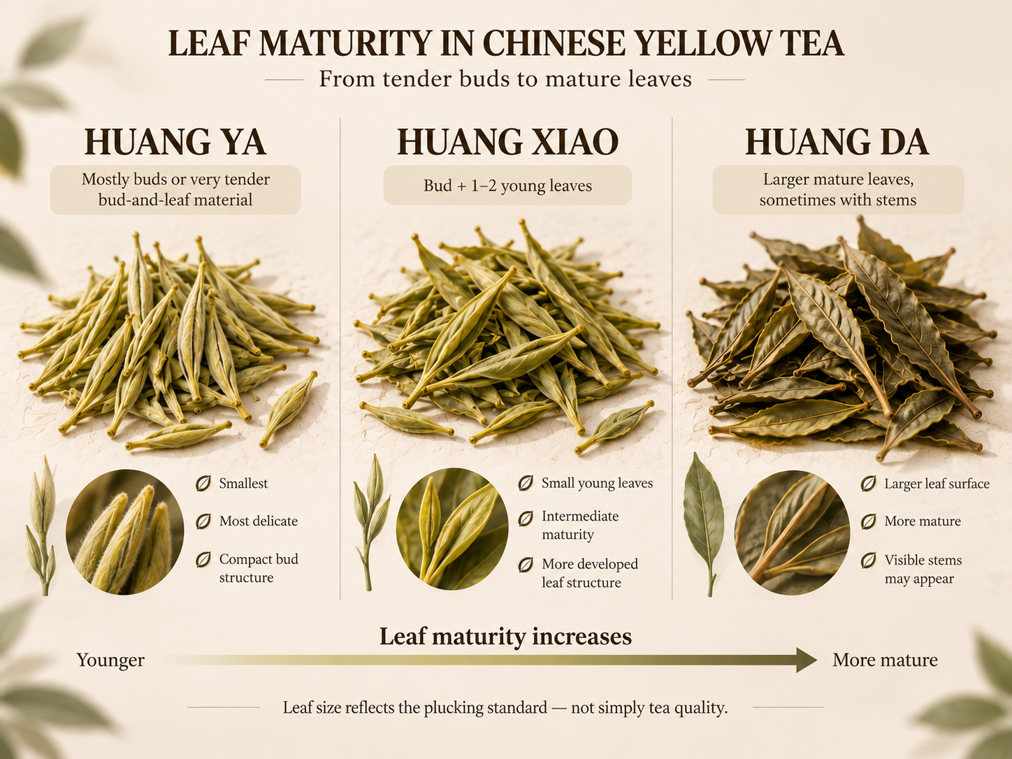 LEAF MATURITY IN CHINESE YELLOW TEA