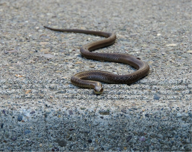 garter snake, snake, reptile